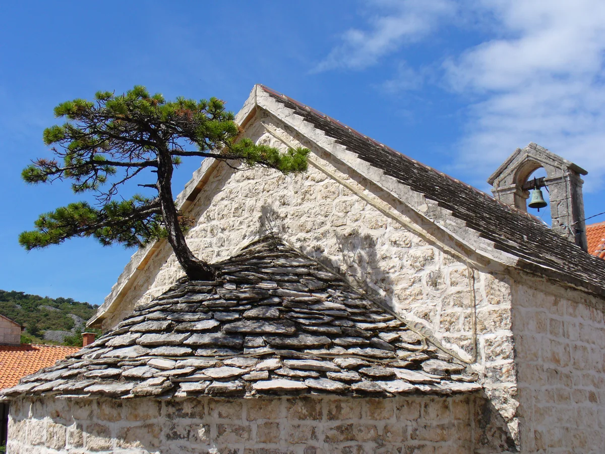 A small pine growing on the roof of the Church of St Peter and Paul in Nerežišća