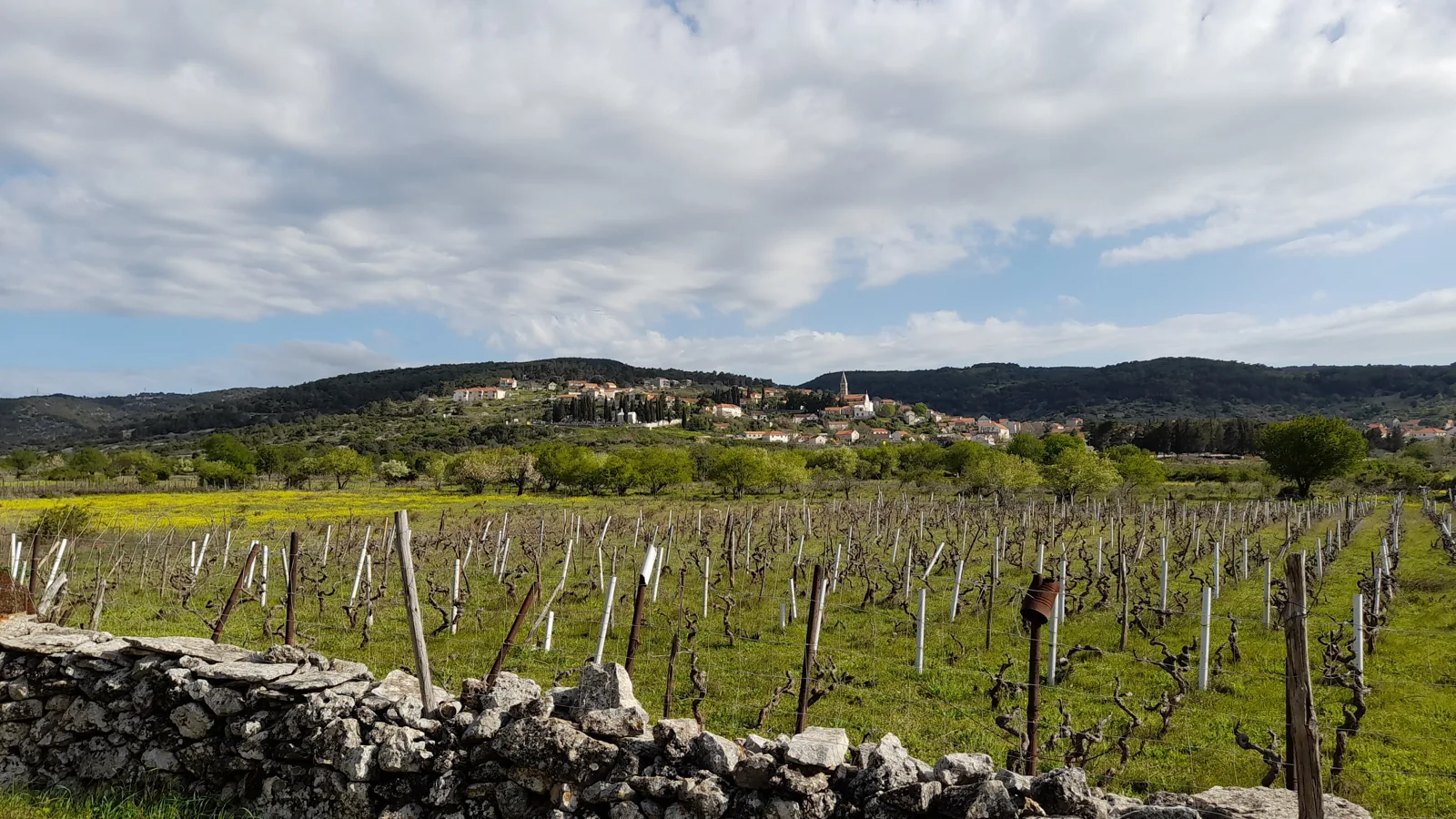 Nerežišća and the vineyards of inland Brač